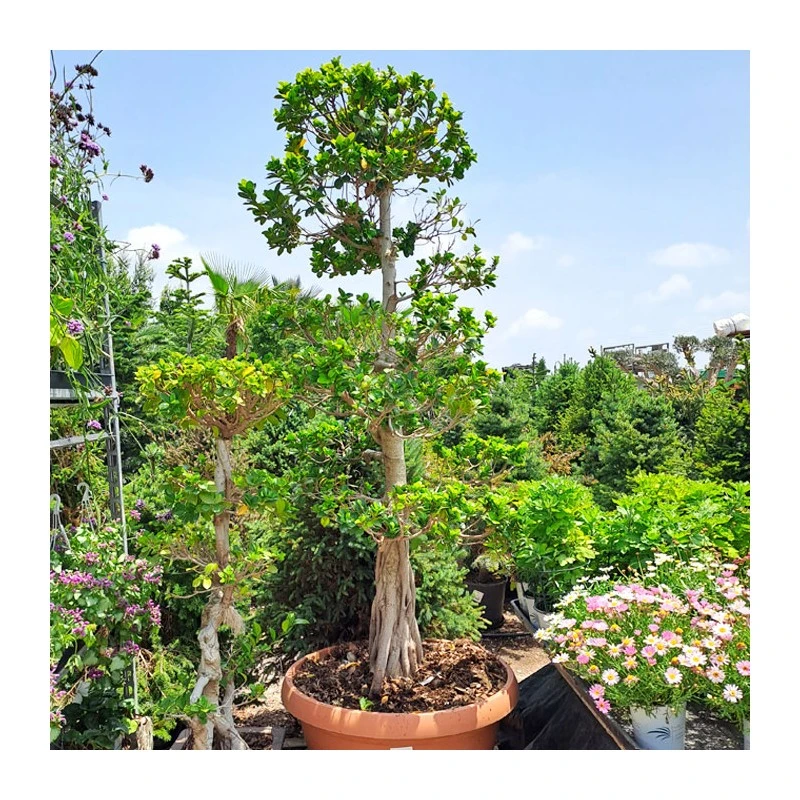 Bonsái Ficus Ginseng Ejemplar 3 Bonsái Ficus Ginseng Ejemplar