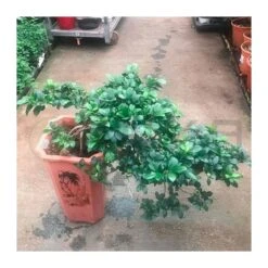 Bonsái Ficus Ginseng En Cascada 5 Bonsái Ficus Ginseng En Cascada -Suministros De Jardineria Ventas 2024 bonsai ficus ginseng en cascada 1