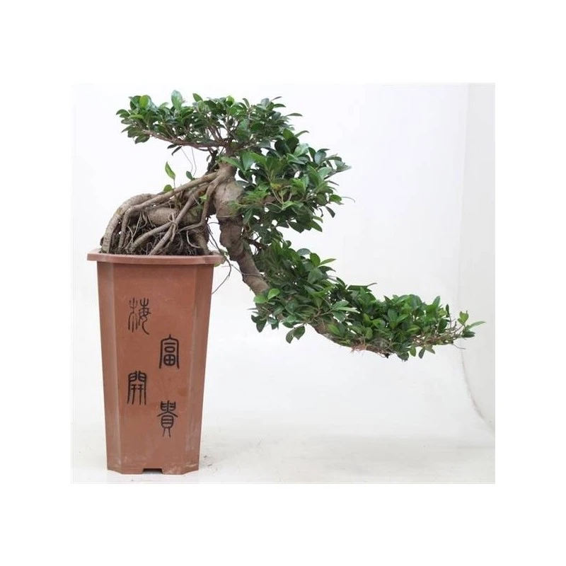 Bonsái Ficus Ginseng En Cascada 3 Bonsái Ficus Ginseng En Cascada