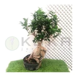 Ficus Ginseng Microcarpa Pre-bonsái -Suministros De Jardineria Ventas 2024 bonsai ficus microcarpa 1