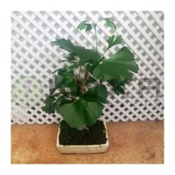 Bonsái Ginkgo Biloba