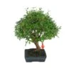 Bonsái Granado Enano 2 Bonsái Granado Enano -Suministros De Jardineria Ventas 2024 bonsai granado enano