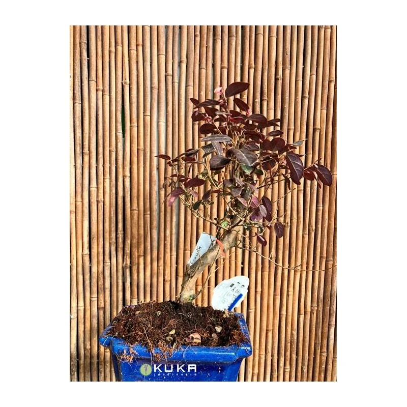 Bonsái Loropetalum 4 Bonsái Loropetalum - Imagen 2