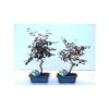 Bonsái Loropetalum -Suministros De Jardineria Ventas 2024 bonsai loropetalum
