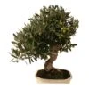 Bonsai Olea Europaea 16 Años 2 Bonsai Olea Europaea 16 Años -Suministros De Jardineria Ventas 2024 bonsai olea europaea 16 anos