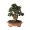 Bonsai Olea Europaea 29 Años 1 Bonsai Olea Europaea 29 Años -Suministros De Jardineria Ventas 2024 bonsai olea europaea 29 anos