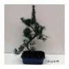 Bonsái Podocarpus 2 Bonsái Podocarpus -Suministros De Jardineria Ventas 2024 bonsai podocarpus