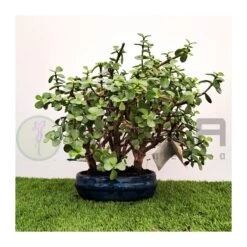 Bonsái Portulacaria Afra 5 Bonsái Portulacaria Afra -Suministros De Jardineria Ventas 2024 bonsai portulacaria afra 1