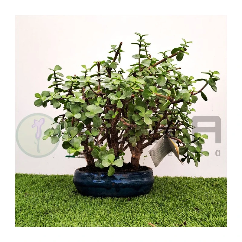 Bonsái Portulacaria Afra 4 Bonsái Portulacaria Afra - Imagen 2