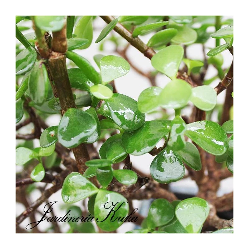 Bonsái Portulacaria Afra 3 Bonsái Portulacaria Afra