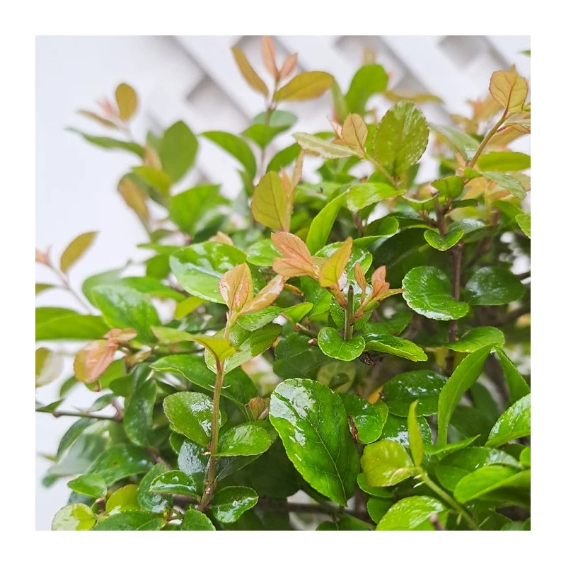 Bonsái Sageretia Theezans 4 Bonsái Sageretia Theezans - Imagen 2