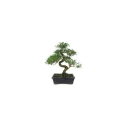 Bonsái Serissa Phoetida 10 Bonsái Serissa Phoetida -Suministros De Jardineria Ventas 2024 bonsai serissa phoetida 2
