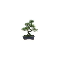 Bonsái Serissa Phoetida 11 Bonsái Serissa Phoetida -Suministros De Jardineria Ventas 2024 bonsai serissa phoetida 3