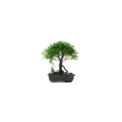 Bonsái Serissa Phoetida 12 Bonsái Serissa Phoetida -Suministros De Jardineria Ventas 2024 bonsai serissa phoetida 4