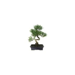 Bonsái Serissa Phoetida 13 Bonsái Serissa Phoetida -Suministros De Jardineria Ventas 2024 bonsai serissa phoetida 5