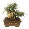 Bonsai Zanthoxylum Piperitum 2 Bonsai Zanthoxylum Piperitum -Suministros De Jardineria Ventas 2024 bonsai zanthoxylum piperitum
