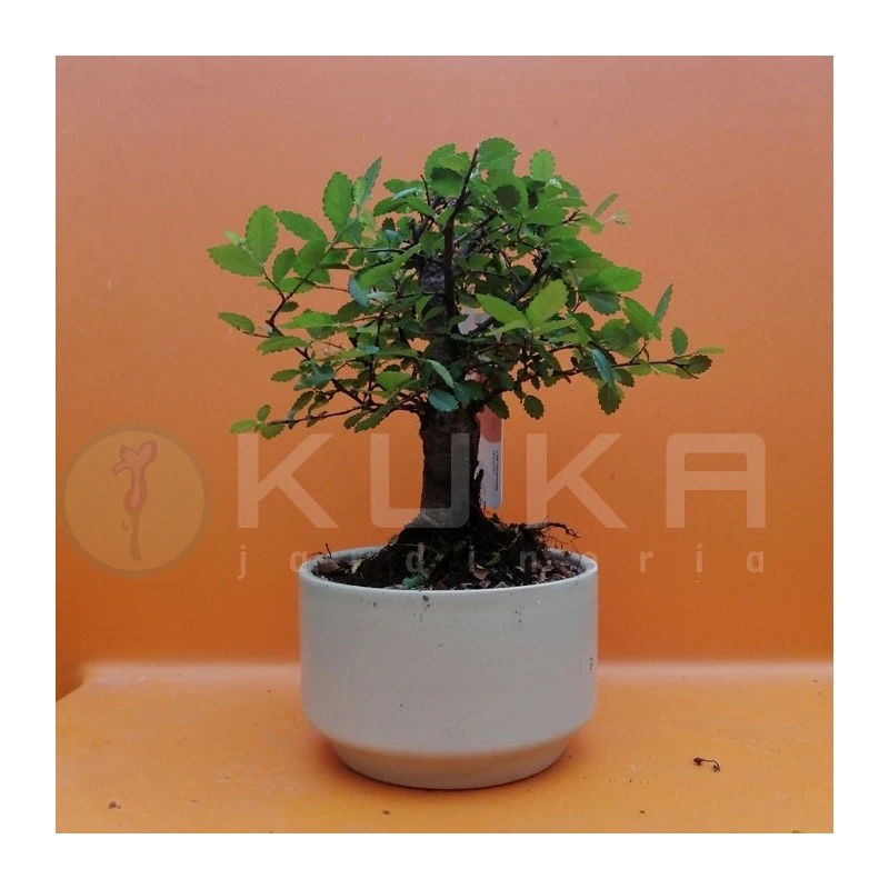 Bonsái Zelkova Parvifolia 4 Bonsái Zelkova Parvifolia - Imagen 2