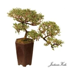 Bonsái Zelkova Parvifolia Cascada -Suministros De Jardineria Ventas 2024 bonsai zelkova parvifolia cascada 1
