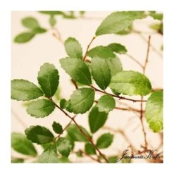 Bonsái Zelkova Parvifolia Cascada -Suministros De Jardineria Ventas 2024 bonsai zelkova parvifolia cascada 2