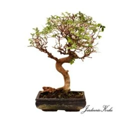 Bonsái Zelkova Sp. -Suministros De Jardineria Ventas 2024 bonsai zelkova sp 1