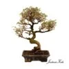 Bonsái Zelkova Sp. -Suministros De Jardineria Ventas 2024 bonsai zelkova sp