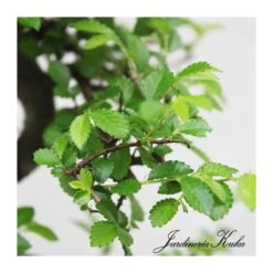 Bonsái Zelkova Sp. -Suministros De Jardineria Ventas 2024 bonsai zelkova sp 3