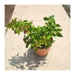 Bougainvillea Rosa Bola 5 Bougainvillea Rosa Bola -Suministros De Jardineria Ventas 2024 bougainvillea bola 1