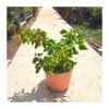 Bougainvillea Rosa Bola -Suministros De Jardineria Ventas 2024 bougainvillea bola