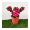 Bougainvillea Mini Thai -Suministros De Jardineria Ventas 2024 bougainvillea mini thai