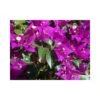 Bougainvillea Glaba Sanderiana 1 Bougainvillea Glaba Sanderiana -Suministros De Jardineria Ventas 2024 boungainvillea glaba sanderiana