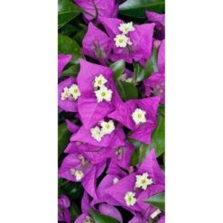 Bougainvillea Glaba Sanderiana 7 Bougainvillea Glaba Sanderiana -Suministros De Jardineria Ventas 2024 boungainvillea glaba sanderiana 2