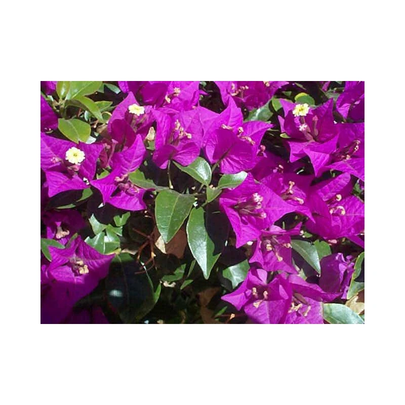 Bougainvillea Glaba Sanderiana 3 Bougainvillea Glaba Sanderiana
