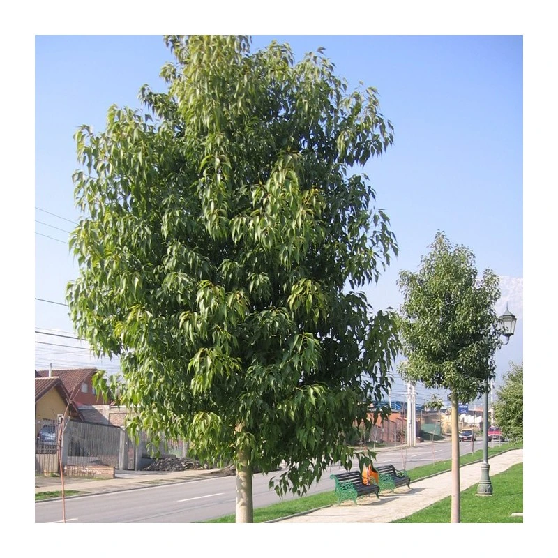 Brachychiton Discolor. Ejemplar 3 Brachychiton Discolor. Ejemplar