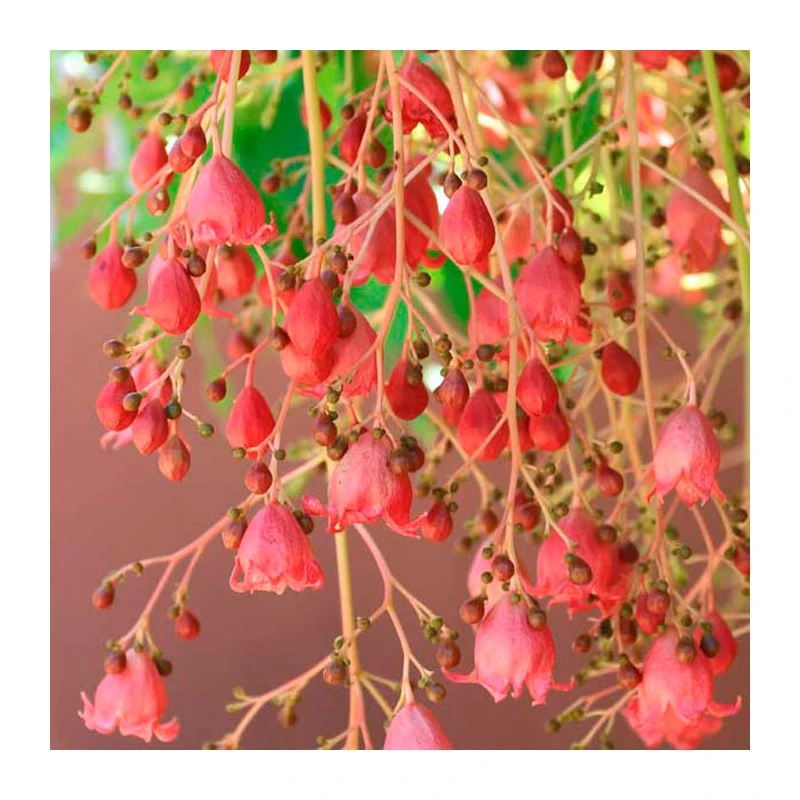 Brachychiton Jerilderie EJEMPLAR 3 Brachychiton Jerilderie EJEMPLAR