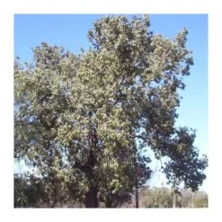 Brachychiton Populneus