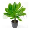 Brighamia Insignis Vulcan Palmera 1 Brighamia Insignis Vulcan Palmera -Suministros De Jardineria Ventas 2024 brighamia insignis vulcan palmera