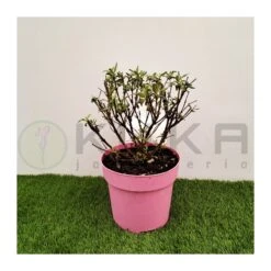 Buddleja Butterfly Candy 5 Buddleja Butterfly Candy -Suministros De Jardineria Ventas 2024 buddleja butterfly candy 1