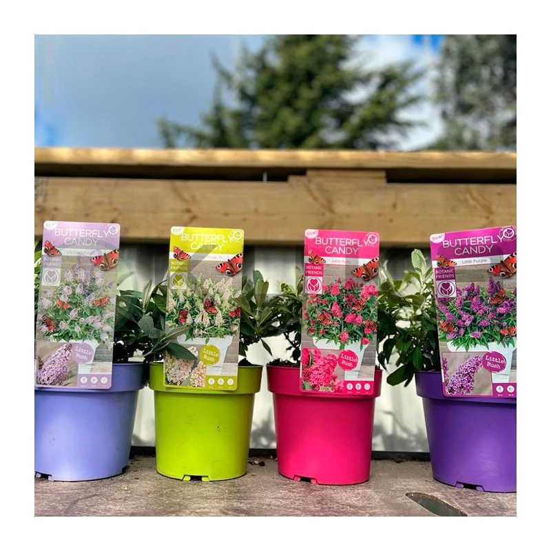 Buddleja Butterfly Candy 3 Buddleja Butterfly Candy