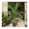 Butia Capitata EJEMPLAR 1 Butia Capitata EJEMPLAR -Suministros De Jardineria Ventas 2024 butia capitata