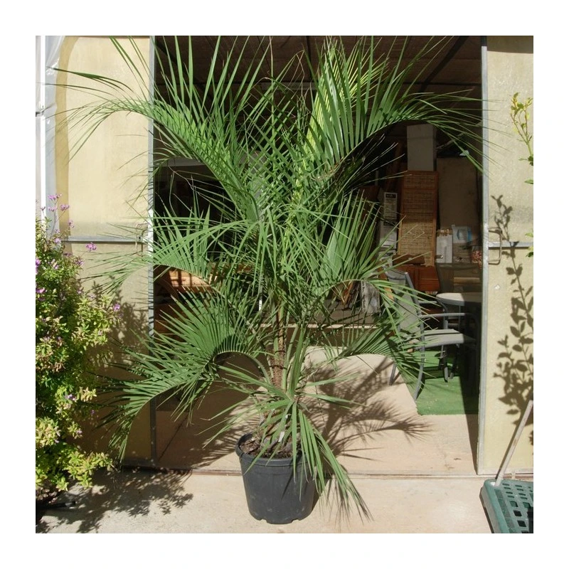 Butia Capitata EJEMPLAR 3 Butia Capitata EJEMPLAR