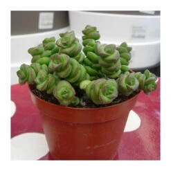 Crassula Marneriana