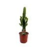 Euphorbia Ingens 2 Euphorbia Ingens -Suministros De Jardineria Ventas 2024 cactus euphorbia ingens