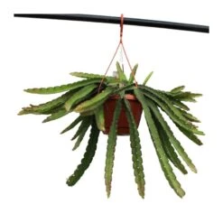 Lepismium Cruciforme -Suministros De Jardineria Ventas 2024 cactus lepismium cruciforme 1