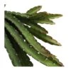 Lepismium Cruciforme 2 Lepismium Cruciforme -Suministros De Jardineria Ventas 2024 cactus lepismium cruciforme
