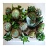 Cactus Variados 1 Cactus Variados -Suministros De Jardineria Ventas 2024 cactus variados