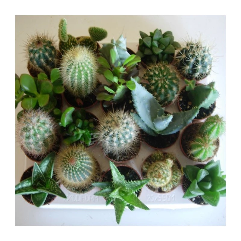 Cactus Variados 3 Cactus Variados