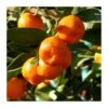 Calamondin -Suministros De Jardineria Ventas 2024 calamondin
