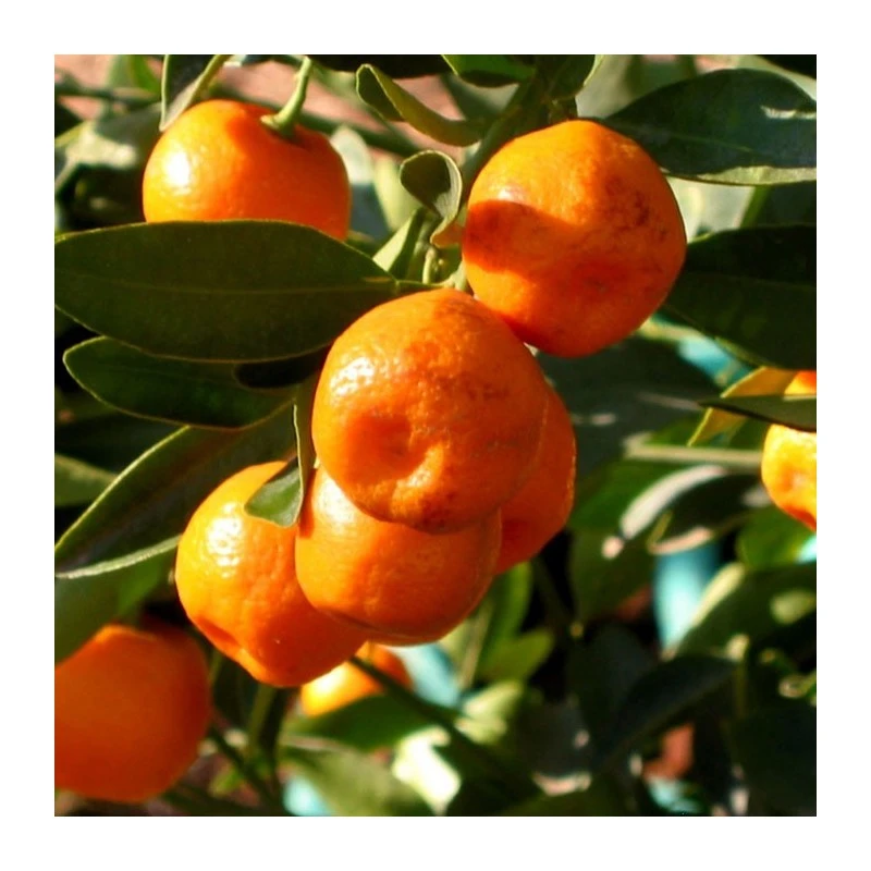 Calamondin 3 Calamondin
