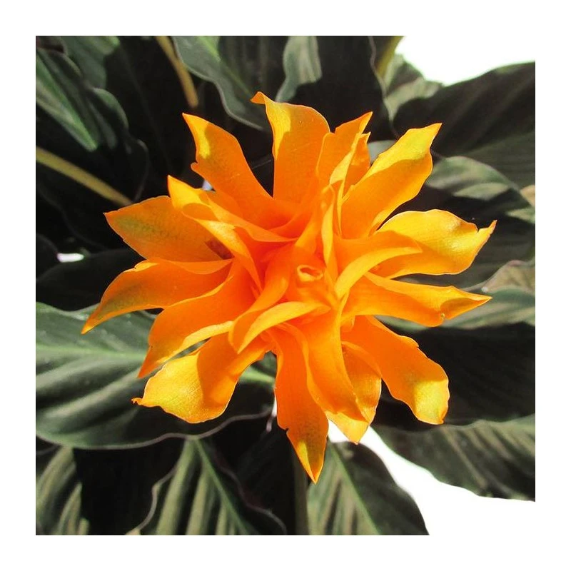 Calathea Crocata Tassmania 4 Calathea Crocata Tassmania - Imagen 2