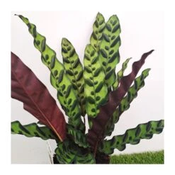 Calathea Lancifolia -Suministros De Jardineria Ventas 2024 calathea lancifolia 1